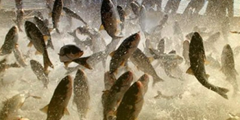 Mar para peixe!