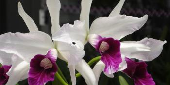 77ª Festa das Flores!