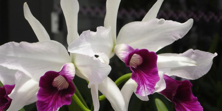 77ª Festa das Flores!