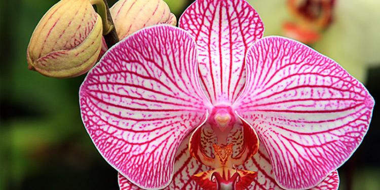 3º Festival da Primavera de Joinville terá orquídeas, cultura, arte e entretenimento